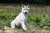 SIBERIAN HUSKY 348